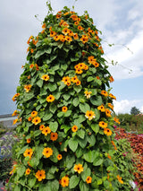 25 MIXED THUNBERGIA Alata VINE Black Eyed Susan Orange White Yellow Flower Seeds