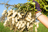 25 Seeds BAILEY II Virginia PEANUT Arachis Hypogaea Perennial Nut Plant