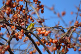 10 ITALIAN PERSIMMON TREE Dateplum Date Plum Fruit Diospyros Lotus Seeds