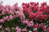 1000 Bulk CREPE MYRTLE Mixed Colors Lagerstroemia Indica Mix Tree Shrub Flower Seeds - Red, Purple, Light Pink, Dark Pink, White, & Lilac