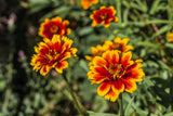 75 Mixed Colors PERSIAN CARPET ZINNIA Zinnia Haageana Flower Seeds