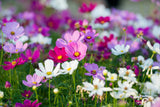 350 COSMOS SENSATION MIX Mixed Colors Cosmos Bipinnatus Flower Seeds