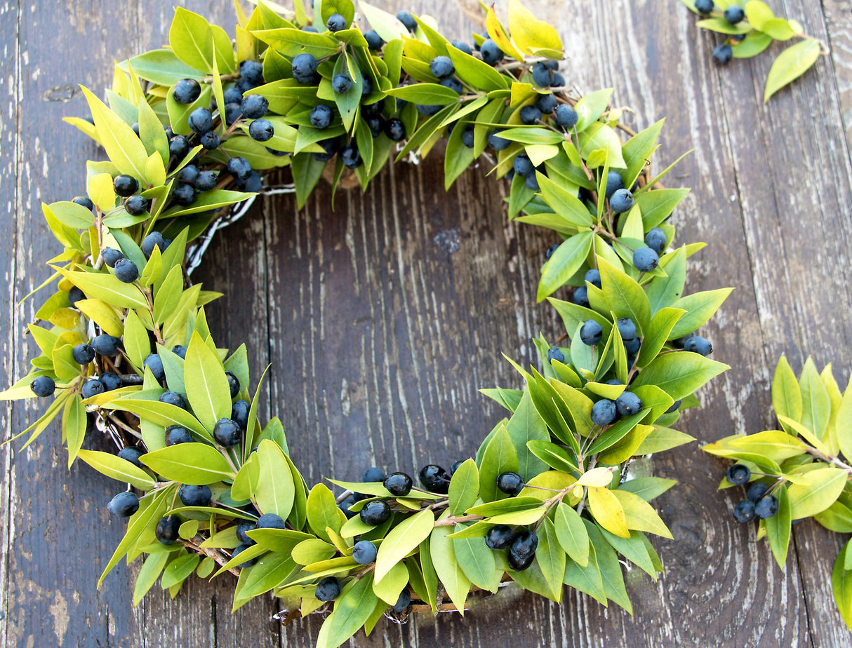20 TRUE MYRTLE Myrtus Communis aka Common & Sweet Myrtle Fragrant White Flower Edible Blue Berry Fruit Shrub Seeds