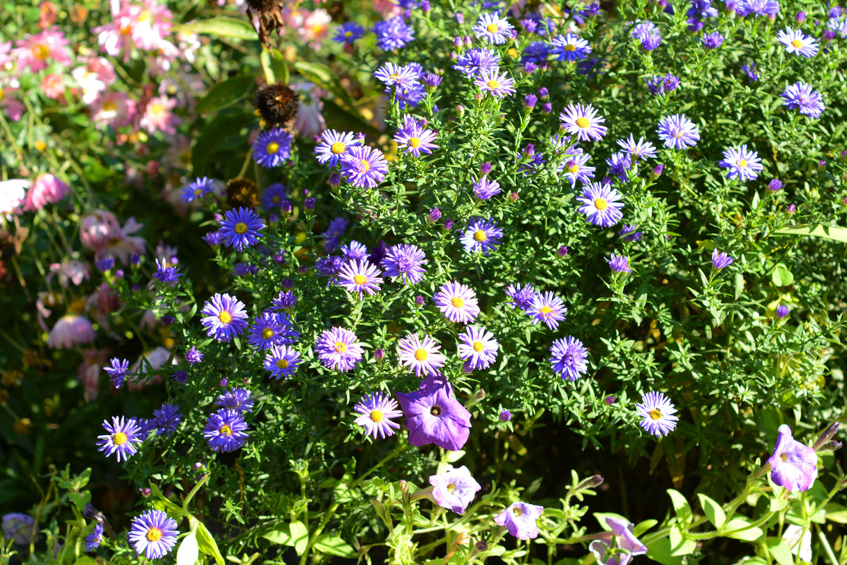 100 PURPLE Smooth Violet PRAIRIE ASTER Aster Tanacetifolia Tahoka Daisy Flower Seeds
