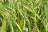 100 Common BARLEY Hordeum Vulgare Grain Grass Cover Crop Beer Seeds