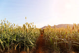 1 Lb BULK HONEY DRIP SORGHUM Bicolor Honey Drop Syrup Grain Vegetable Pound 22,400 Seeds