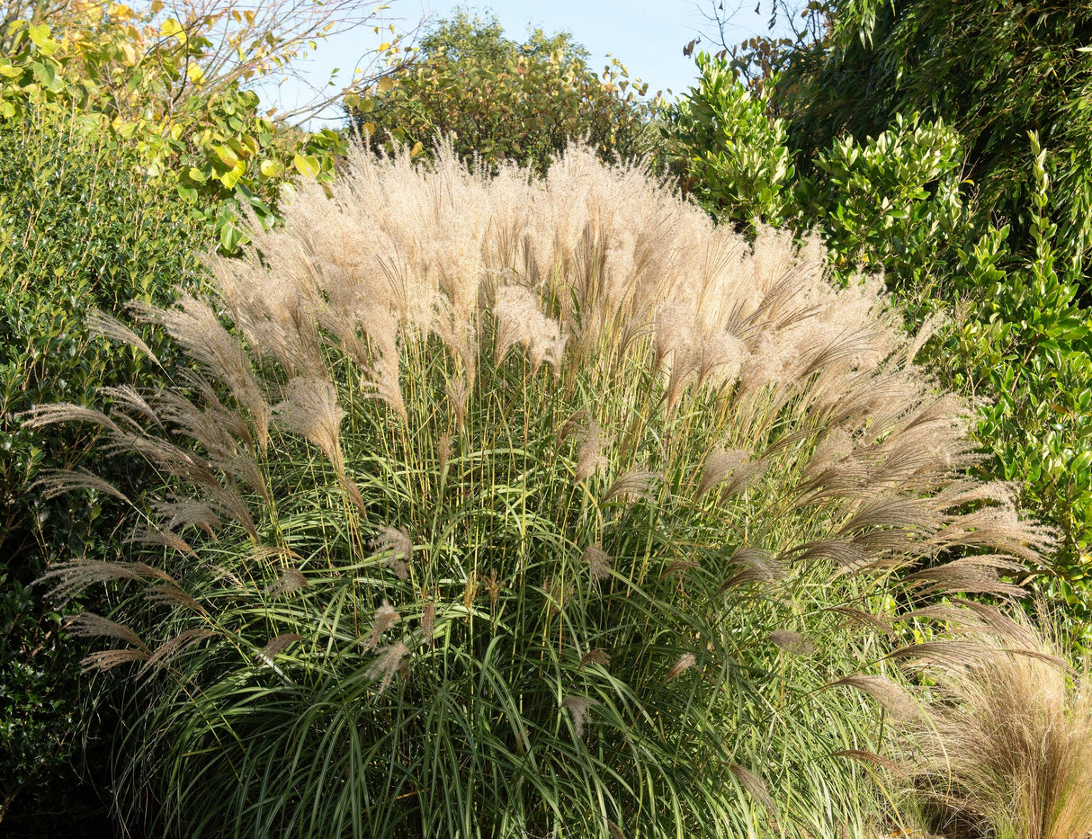 10 SILVER MAIDEN GRASS Miscanthus Sinensis Japanese Pampas Perennial Flower Seeds