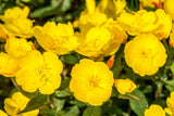 1000 YELLOW EVENING PRIMROSE Oenothera lamarckiana Flower Seeds