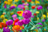 250 VIOLET QUEEN ZINNIA Elegans Purple Double Dahlia Heirloom Flower Seeds