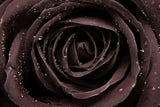 5 BLACK ROSE Rosa Bush Shrub Perennial Flower Seeds