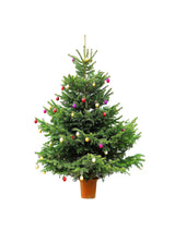 Grow Your Own CHRISTMAS TREE - Fraser Fir ( Abies Fraseri ) Gift Packet of Tree Seeds
