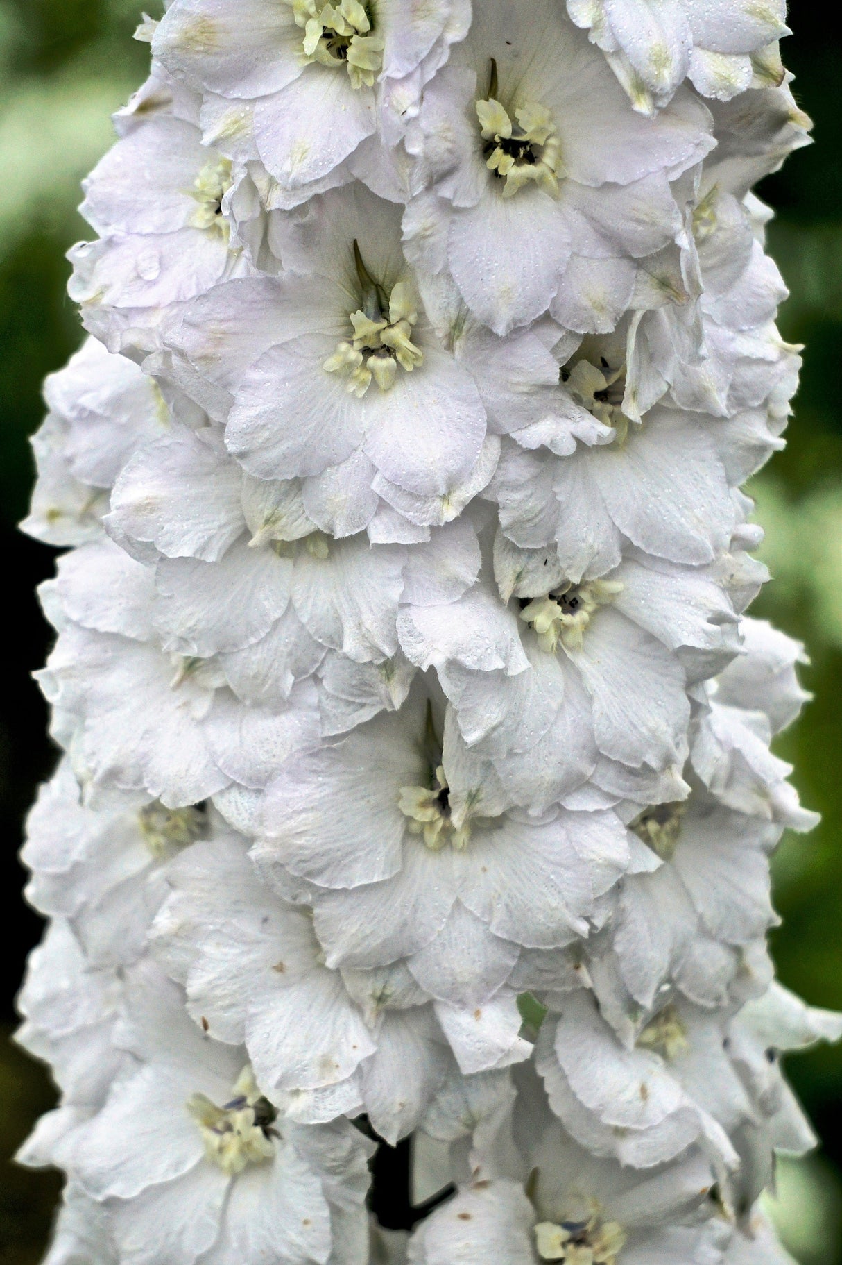 150 WHITE KING LARKSPUR Delphinium Consolida Giant Imperial Flower Seeds