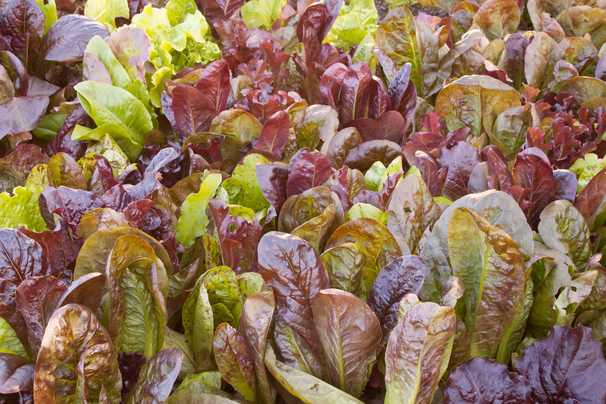 3000 CIMMARON Red ROMAINE LETTUCE Lactuca Sativa Vegetable Seeds