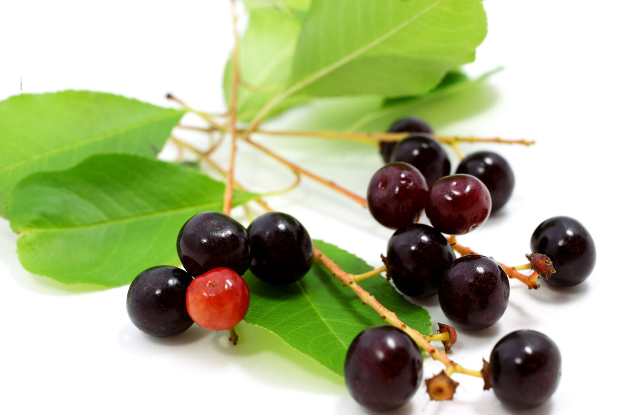 30 BLACK CHERRY Fruit Tree Prunus Serotina Fragrant White Flowers Seeds