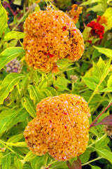 100 CORAL GARDENS Mix CELOSIA Cockscomb Celosia Argentea Cristata Flower Seeds