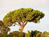5 Pine Nut ITALIAN STONE PINE Pinus Pinea Umbrella Tree Seeds