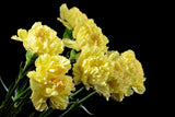 50 YELLOW CARNATION Dianthus Caryophyllus Grenadin Double Flower Seeds
