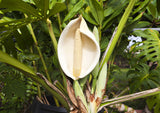 5 Organic SPLIT LEAF PHILODENDRON Monstera Deliciosa Swiss Cheese Plant Vine Seeds