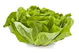 3000 WHITE BOSTON LETTUCE 12" Green Butterhead Lactuca Sativa Vegetable Seeds