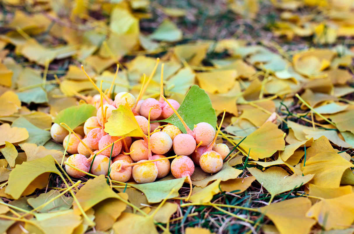 10 GINKGO BILOBA Maidenhair Tree Yellow Fall Orange "Fruit" Herb Seeds