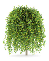 25 SIBERIAN PEASHRUB Caragana Arborescens Peatree Yellow Flower Legume Vegetable Seeds