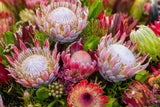 5 Giant KING PROTEA Cynaroides Sugarbush Rare 12" Flower Seeds