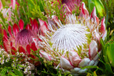 5 Giant KING PROTEA Cynaroides Sugarbush Rare 12" Flower Seeds