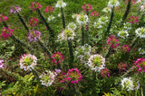 250 MIXED Colors QUEEN CLEOME (Spider Flower) Cleome Hassleriana Cleome Spinosa Flower Seeds