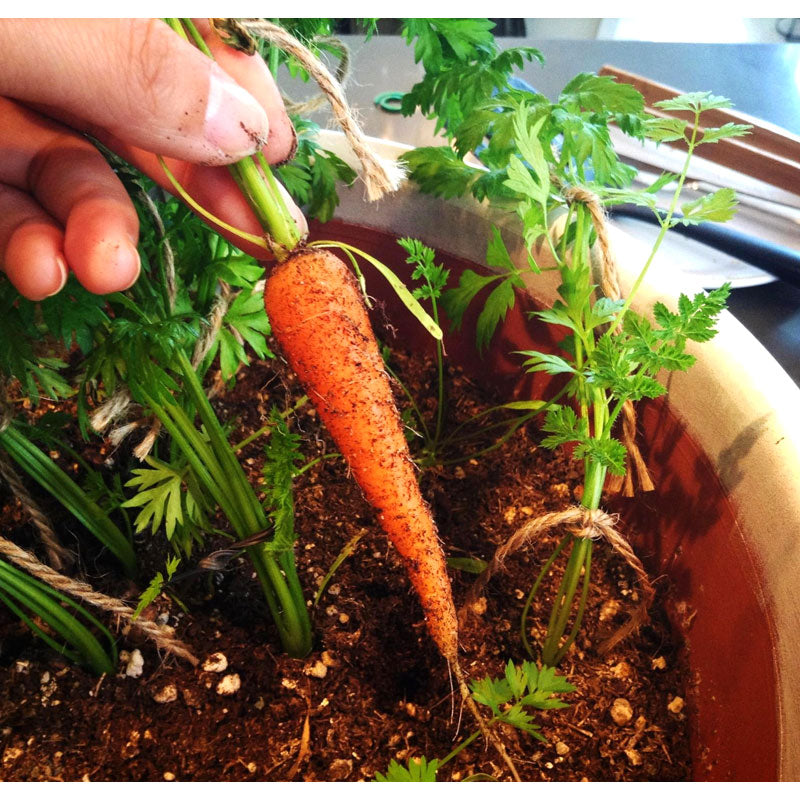 Little Finger Carrot