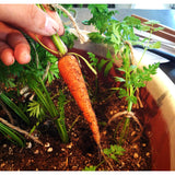 Little Finger Carrot