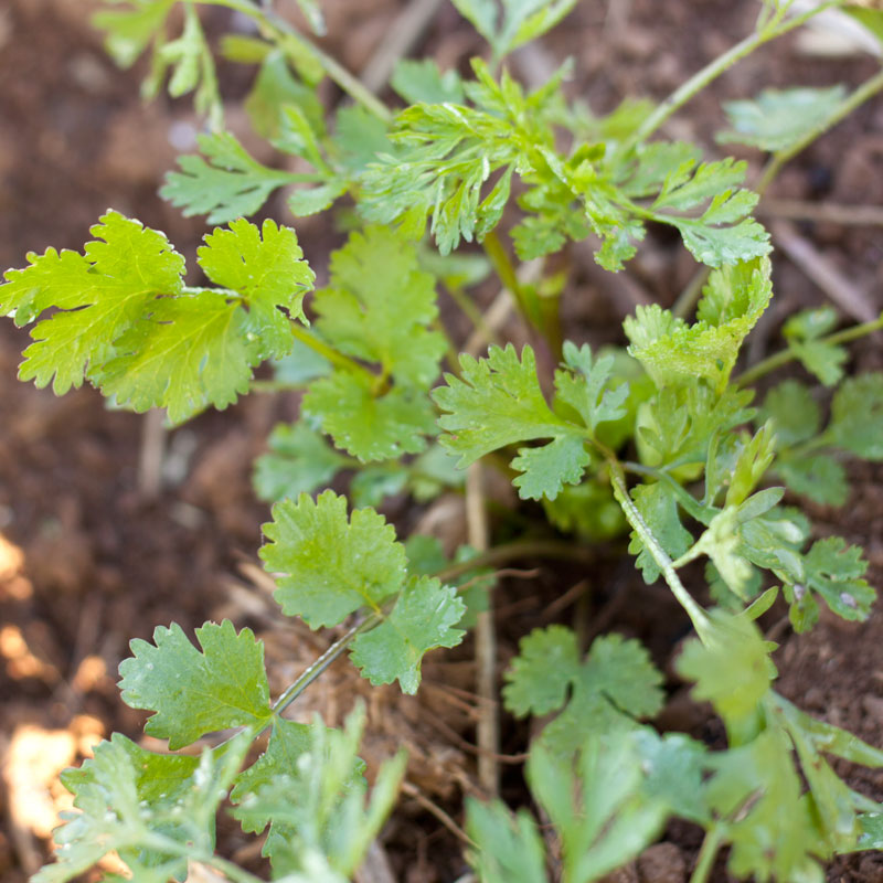 Organic Cilantro