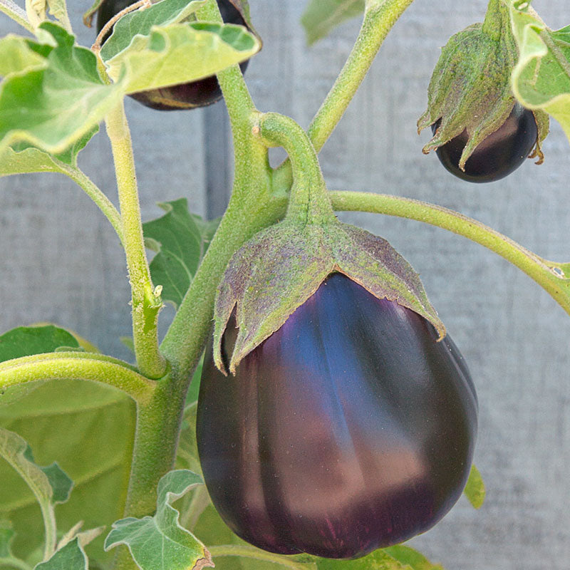 Black Beauty Eggplant