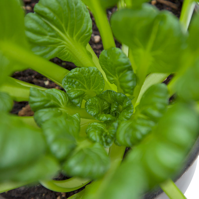 Mustard Tatsoi Greens Seeds (Organic)