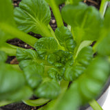 Mustard Tatsoi Greens Seeds (Organic)