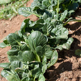 Mustard Tatsoi Greens Seeds (Organic)