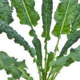 Lacinato Kale Seeds (Organic)