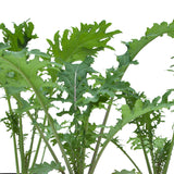 Red Russian Kale Seeds (Organic)