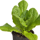 Little Gem Lettuce Seeds (Organic)