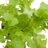 Green Salad Bowl Lettuce Seeds (Organic)