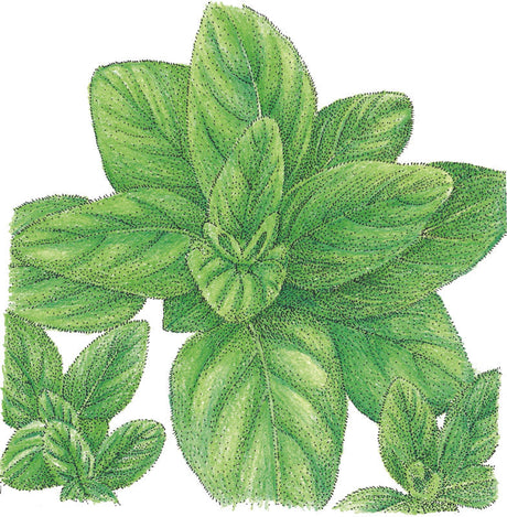 Organic Oregano, Italian