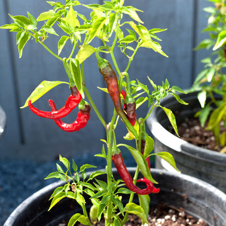 Hot Cayenne Slim Pepper Seeds (Organic)