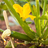 Dark Green Zucchini Summer Squash Seeds (Organic)