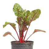 Red Ruby Chard Seeds (Organic)