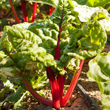 Red Ruby Chard Seeds (Organic)