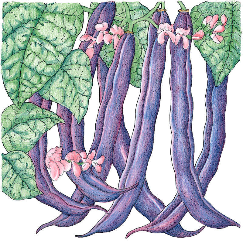 Royalty Purple Pod Bush Bean Seeds (Organic)