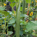 Striped Cucumber