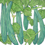 Suyo Long Cucumber Seeds (Organic)