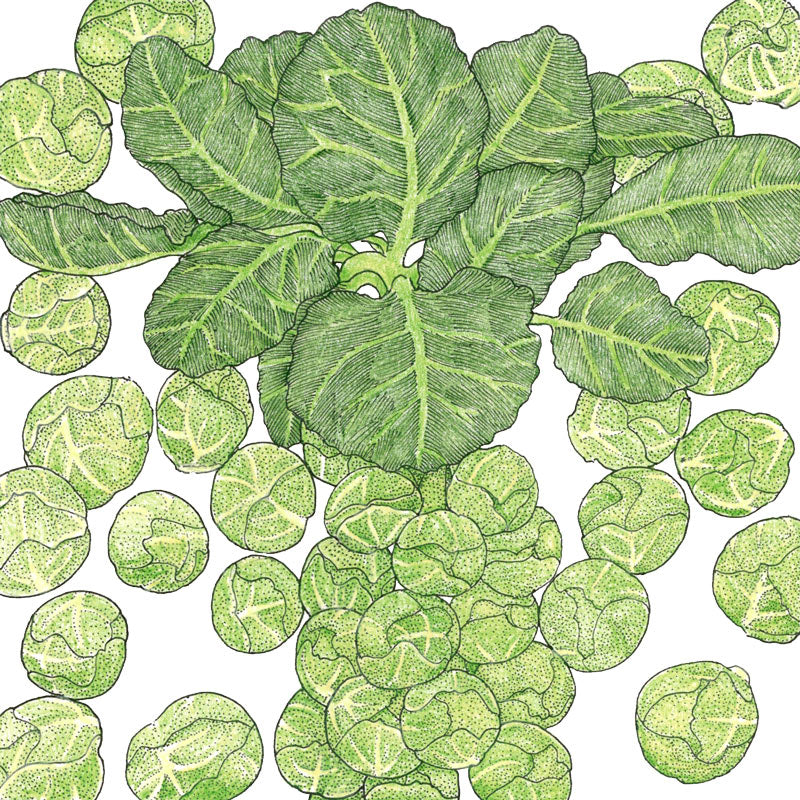 Darkmar 21 Brussels Sprouts