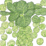 Darkmar 21 Brussels Sprouts