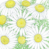 Organic Chamomile